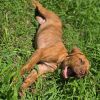Toffee photo 6