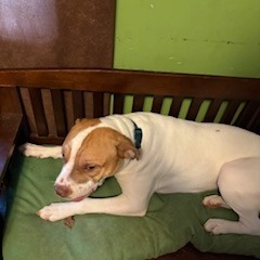 Buford, Young Male American Bulldog