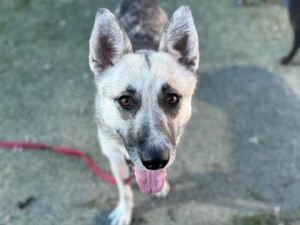 Carousel, Adult Female German Shepherd Dog