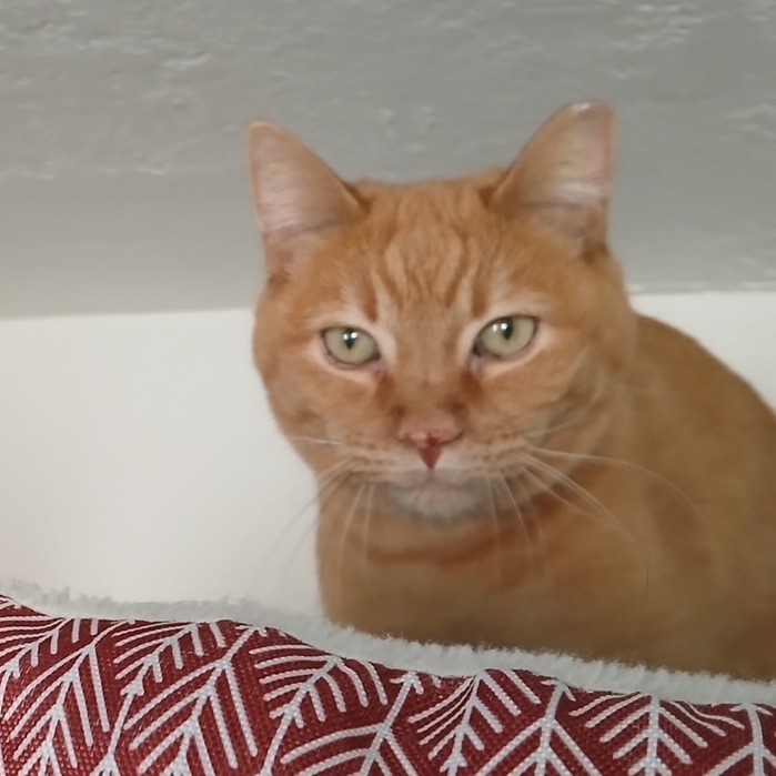 Gamma, an adoptable Domestic Short Hair in Prescott, AZ, 86304 | Photo Image 2