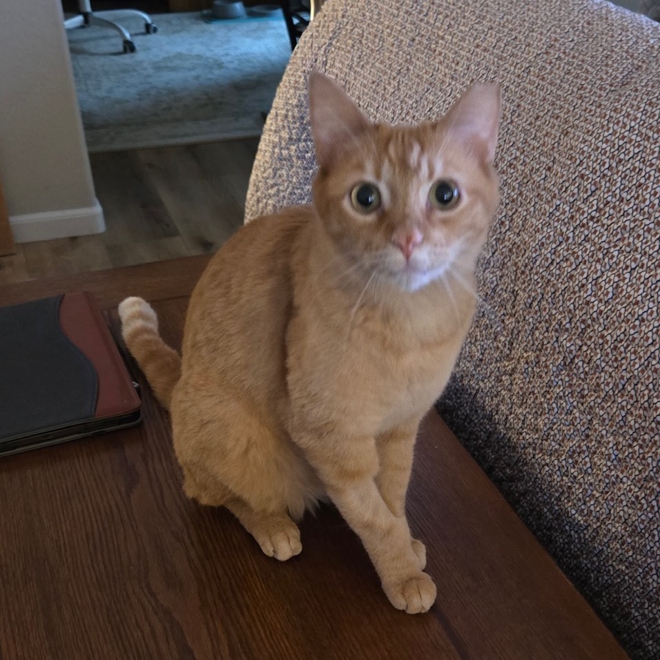 Gamma, an adoptable Domestic Short Hair in Prescott, AZ, 86304 | Photo Image 3