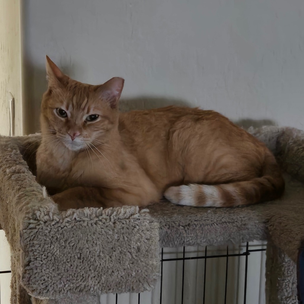 Gamma, an adoptable Domestic Short Hair in Prescott, AZ, 86304 | Photo Image 4