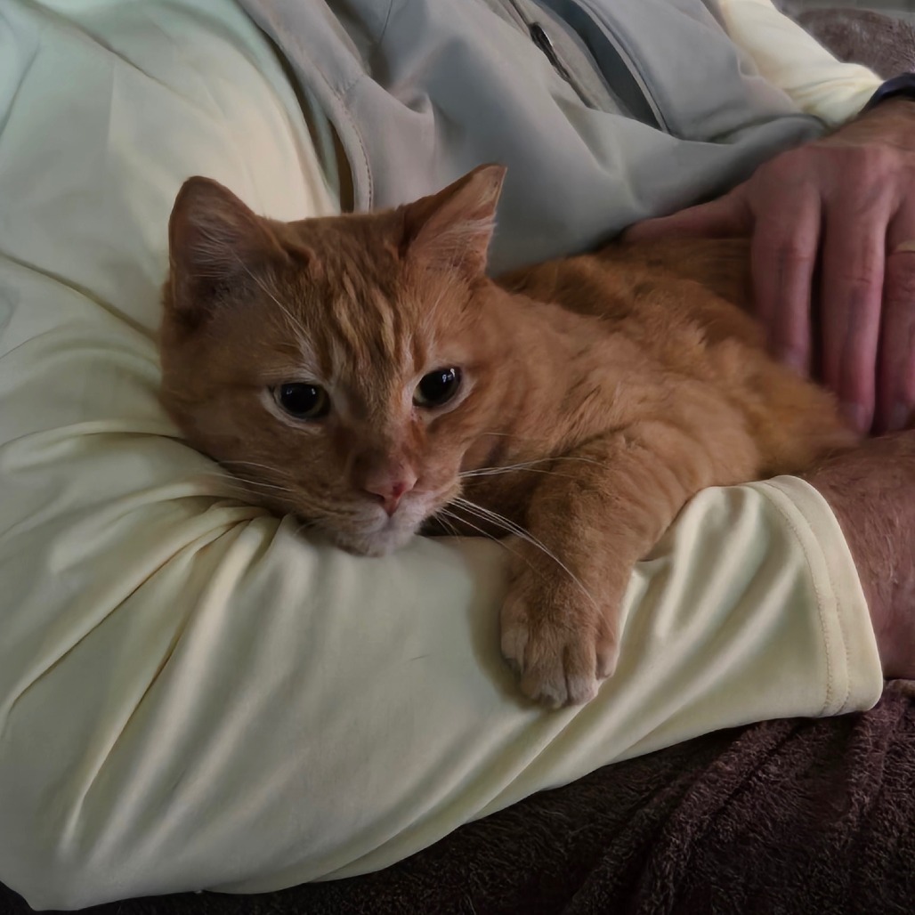 Gamma, an adoptable Domestic Short Hair in Prescott, AZ, 86304 | Photo Image 5