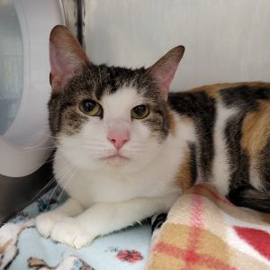 Marci, Senior Female Domestic Short Hair