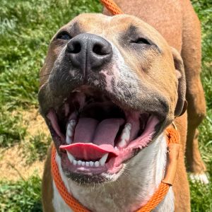 Captain, Young Male American Staffordshire Terrier