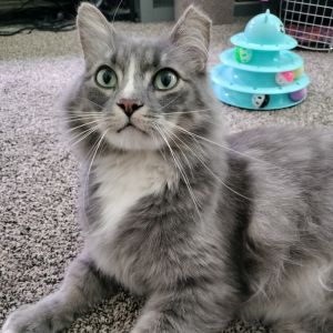 Tommy, Adult Male Domestic Long Hair