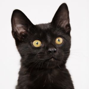 Ask to meet me today at the Bay Area Cats adoption center inside Sunnyvale Petco at 160 E El Camino
