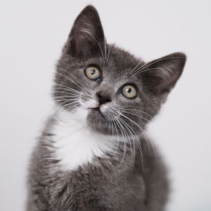 Ask to meet me today at the Bay Area Cats adoption center inside Sunnyvale Petco at 160 E El Camino