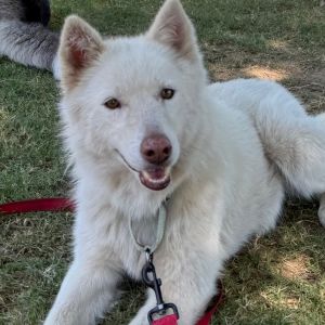 Storm, Adult Female unknown