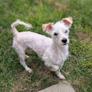 Meet Shadow Jayden a 5-year-old 13-pound Schnauzer mix with a complex heart and a story thats sti