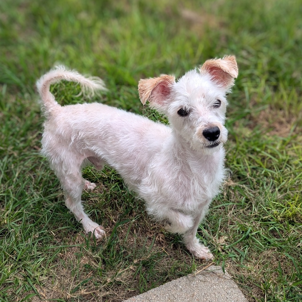 Shadow Jayden, an adoptable Schnauzer, Mixed Breed in Houston, TX, 77006 | Photo Image 1