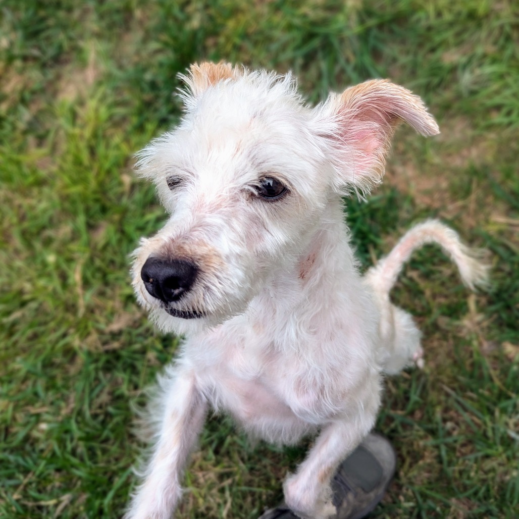 Shadow Jayden, an adoptable Schnauzer, Mixed Breed in Houston, TX, 77006 | Photo Image 2