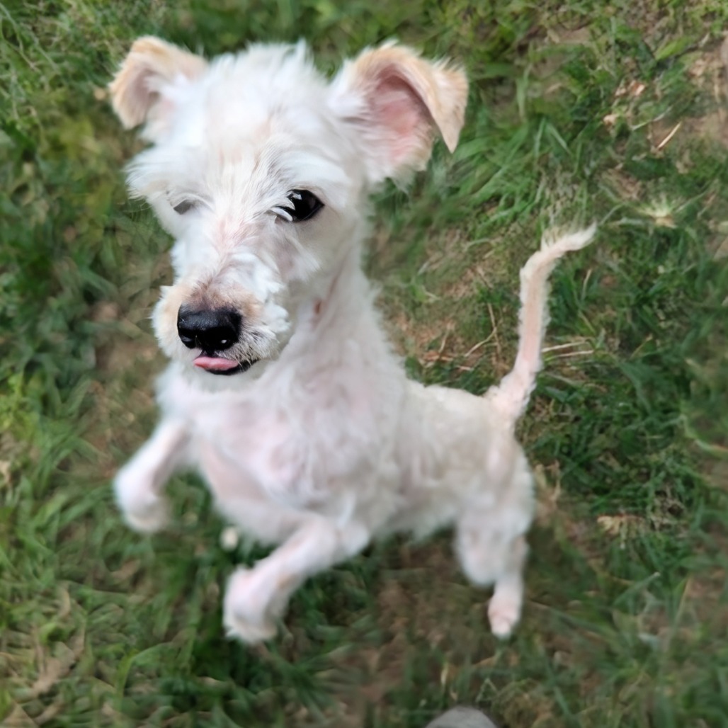 Shadow Jayden, an adoptable Schnauzer, Mixed Breed in Houston, TX, 77006 | Photo Image 3