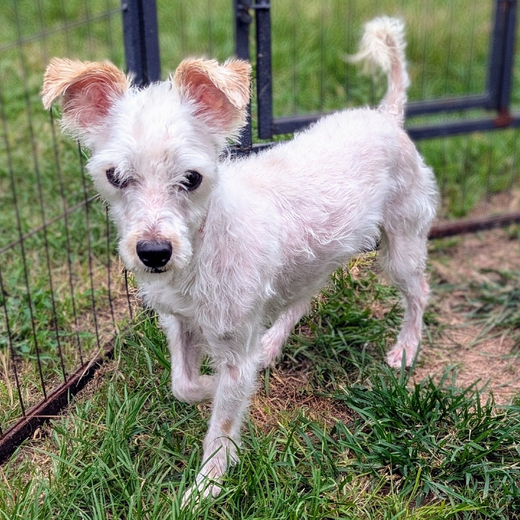 Shadow Jayden, an adoptable Schnauzer, Mixed Breed in Houston, TX, 77006 | Photo Image 4