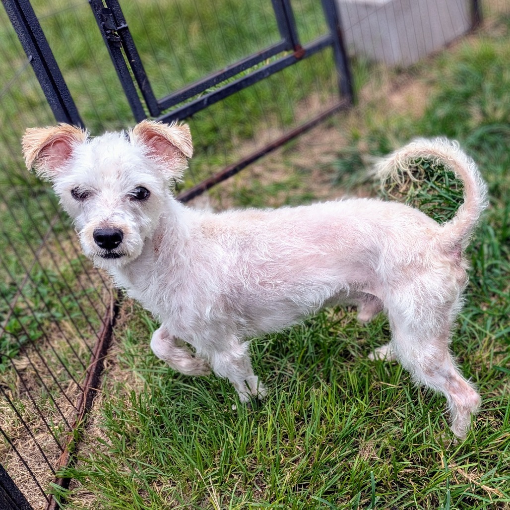 Shadow Jayden, an adoptable Schnauzer, Mixed Breed in Houston, TX, 77006 | Photo Image 5