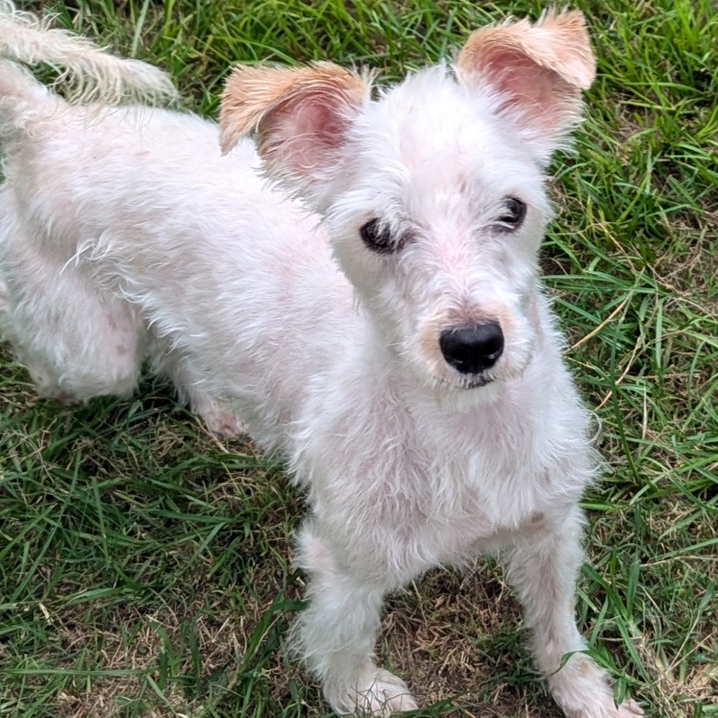 Shadow Jayden, an adoptable Schnauzer, Mixed Breed in Houston, TX, 77006 | Photo Image 6