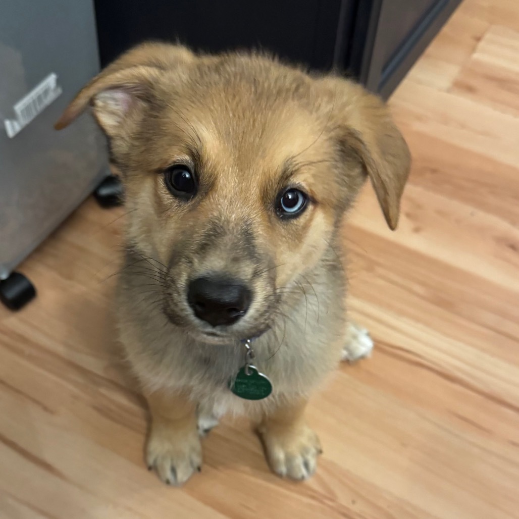 Nincompoop, an adoptable Mixed Breed in Heron Lake, MN, 56137 | Photo Image 1