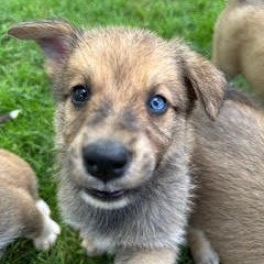 Nincompoop, an adoptable Mixed Breed in Heron Lake, MN, 56137 | Photo Image 2