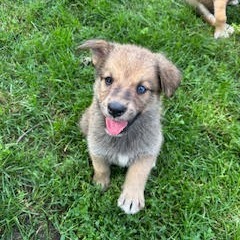 Nincompoop, an adoptable Mixed Breed in Heron Lake, MN, 56137 | Photo Image 3