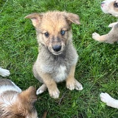 Nincompoop, an adoptable Mixed Breed in Heron Lake, MN, 56137 | Photo Image 4