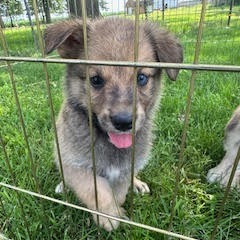 Nincompoop, an adoptable Mixed Breed in Heron Lake, MN, 56137 | Photo Image 5