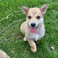 Bumfuzzle, an adoptable Mixed Breed in Heron Lake, MN, 56137 | Photo Image 2