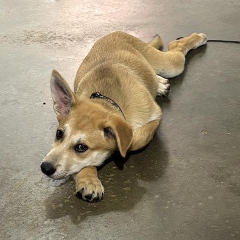 Bumfuzzle, an adoptable Mixed Breed in Sioux Falls, SD, 57106 | Photo Image 2