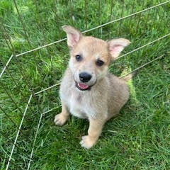 Bumfuzzle, an adoptable Mixed Breed in Heron Lake, MN, 56137 | Photo Image 3