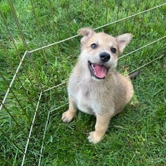 Bumfuzzle, an adoptable Mixed Breed in Heron Lake, MN, 56137 | Photo Image 4