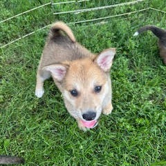 Bumfuzzle, an adoptable Mixed Breed in Heron Lake, MN, 56137 | Photo Image 5