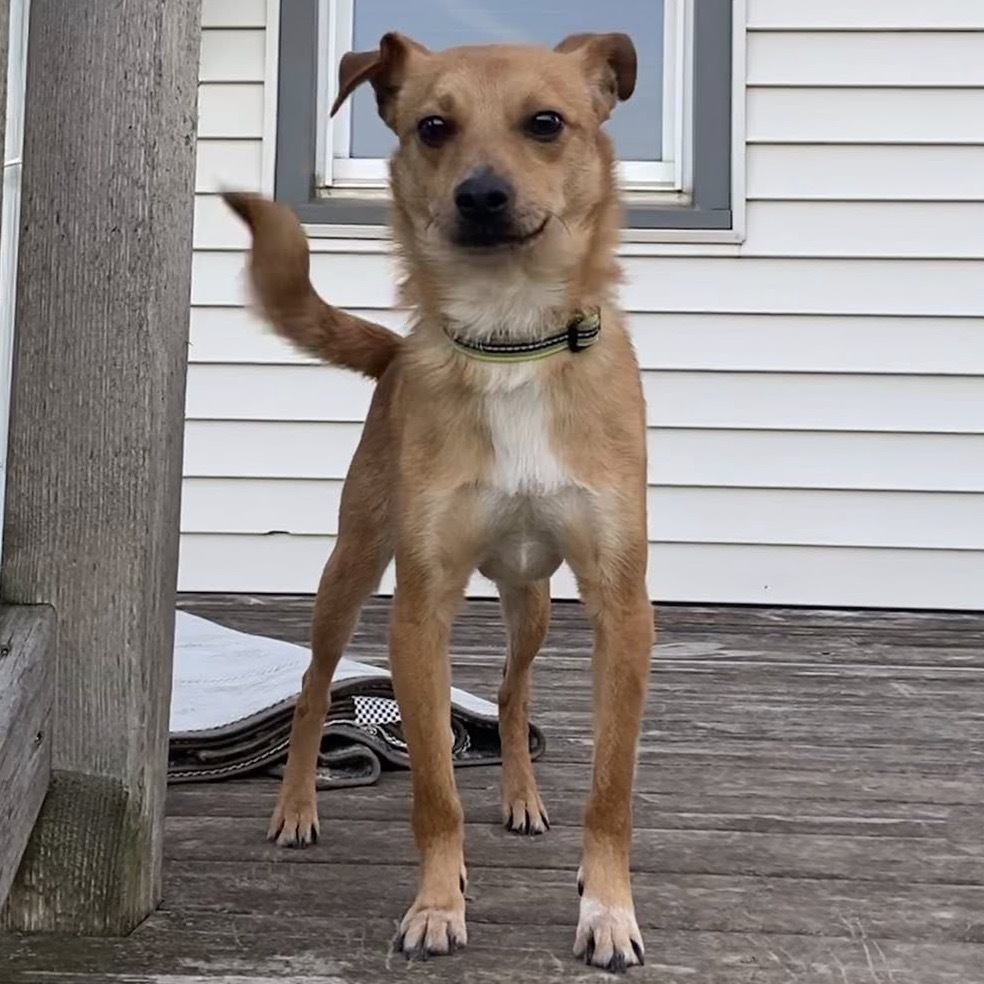 Pebbles, an adoptable Chihuahua in Ruthton, MN, 56170 | Photo Image 1