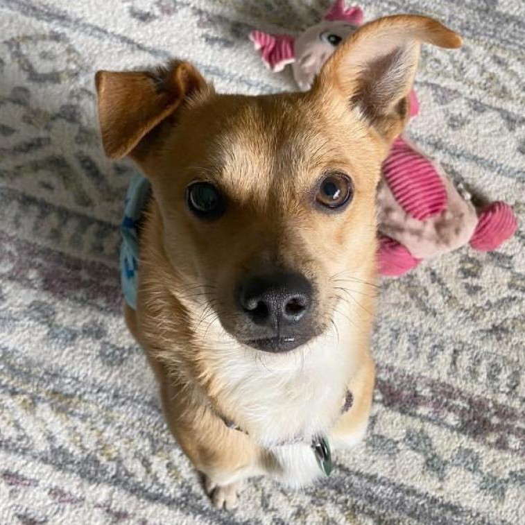 Pebbles, an adoptable Chihuahua in Ruthton, MN, 56170 | Photo Image 1