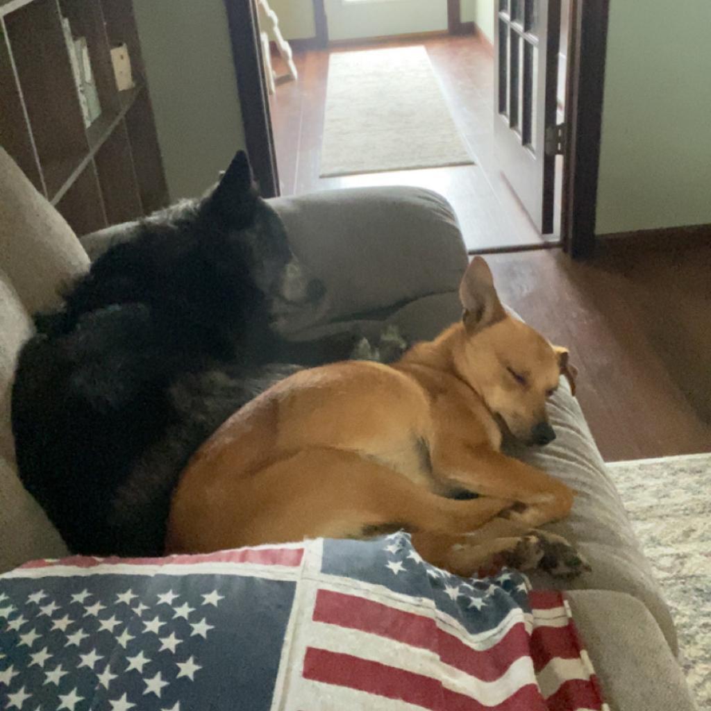 Pebbles, an adoptable Chihuahua in Ruthton, MN, 56170 | Photo Image 2