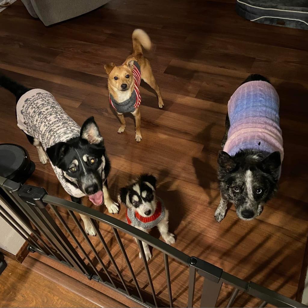 Pebbles, an adoptable Chihuahua in Ruthton, MN, 56170 | Photo Image 3