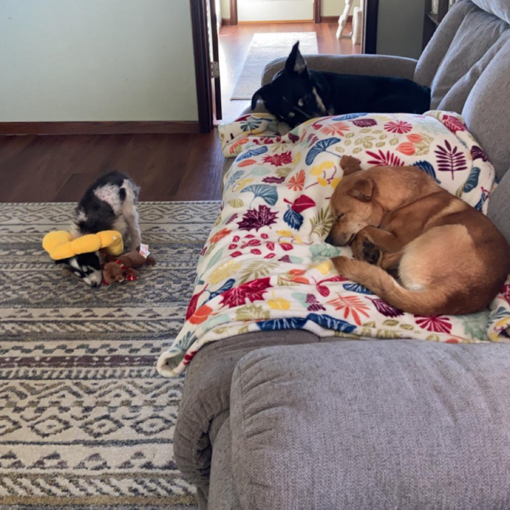 Pebbles, an adoptable Chihuahua in Ruthton, MN, 56170 | Photo Image 4