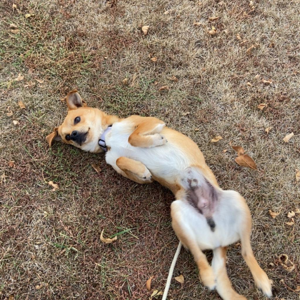 Pebbles, an adoptable Chihuahua in Ruthton, MN, 56170 | Photo Image 5