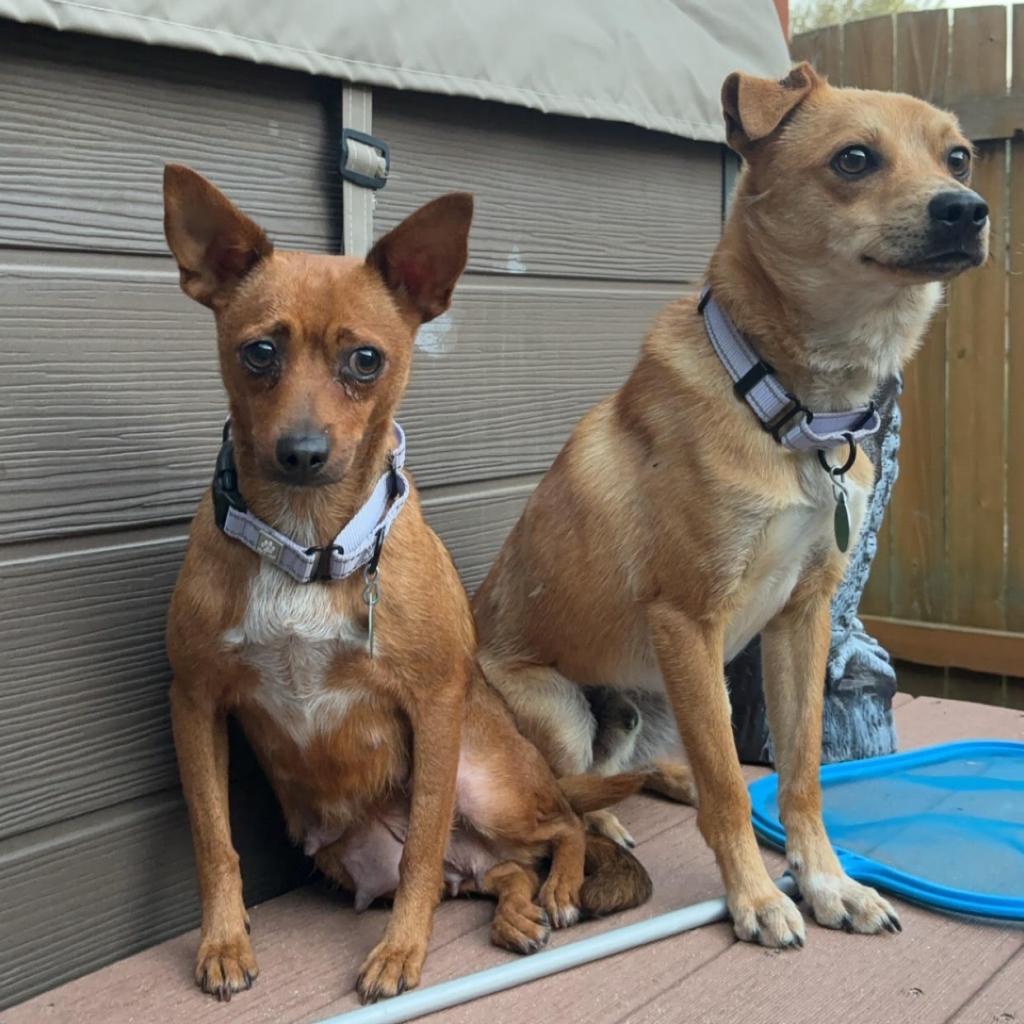 Pebbles, an adoptable Chihuahua in Ruthton, MN, 56170 | Photo Image 6
