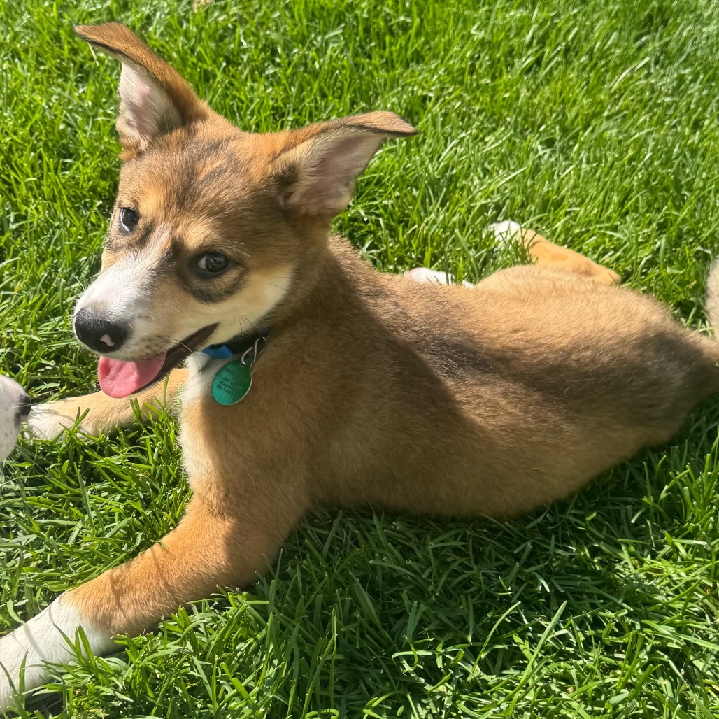 Fiddlesticks, an adoptable Mixed Breed in Heron Lake, MN, 56137 | Photo Image 1