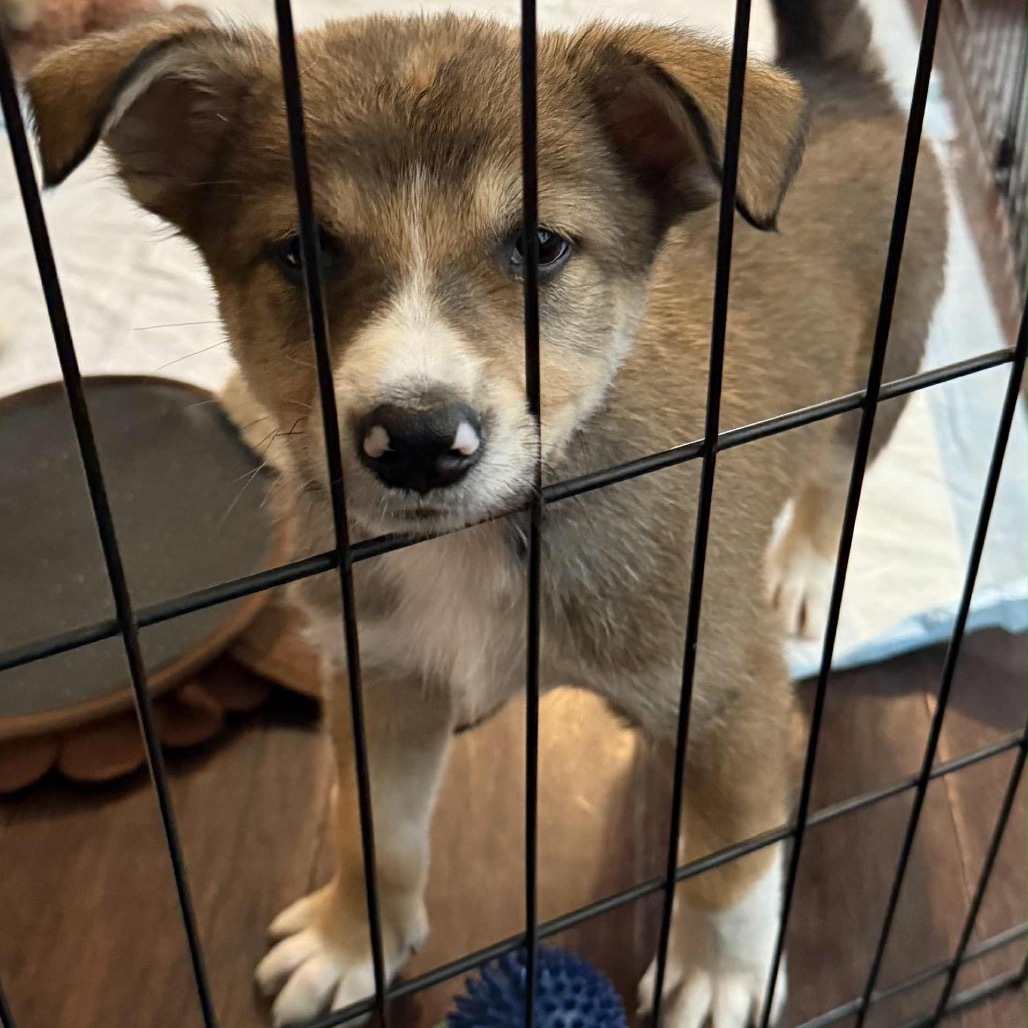 Fiddlesticks, an adoptable Mixed Breed in Heron Lake, MN, 56137 | Photo Image 2
