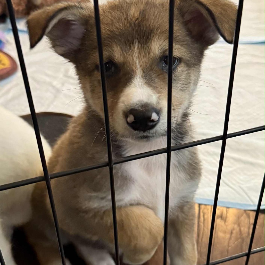 Fiddlesticks, an adoptable Mixed Breed in Heron Lake, MN, 56137 | Photo Image 3