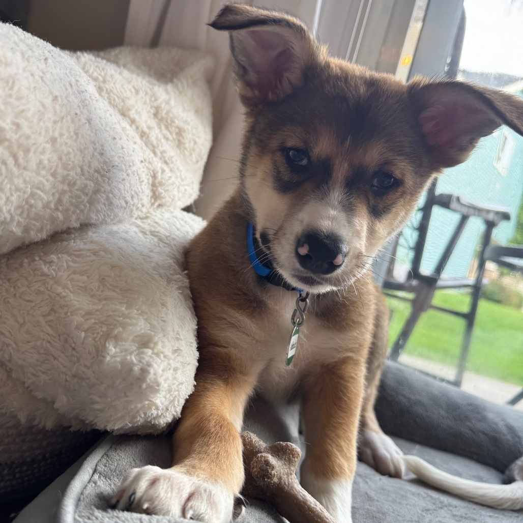 Fiddlesticks, an adoptable Mixed Breed in Heron Lake, MN, 56137 | Photo Image 5