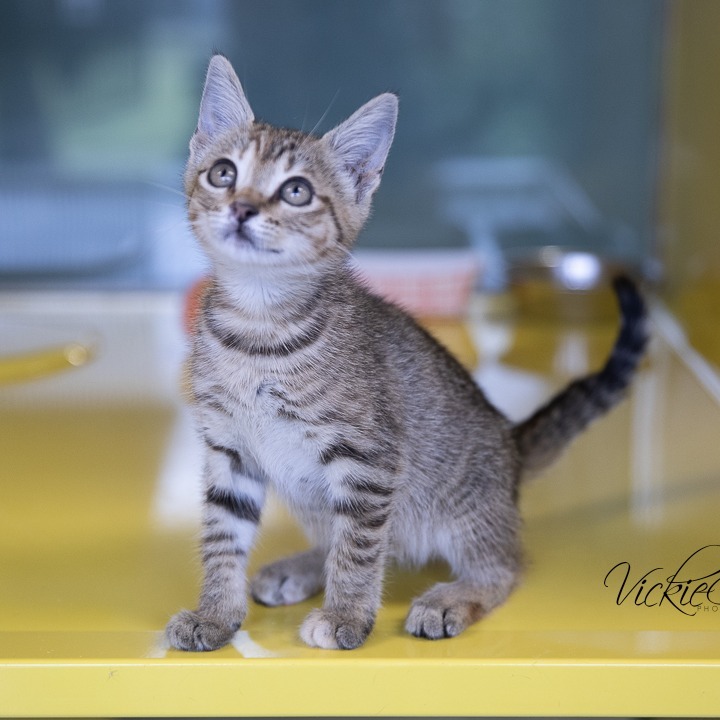 Cobra Kai, an adoptable Domestic Short Hair in Abilene, TX, 79602 | Photo Image 1