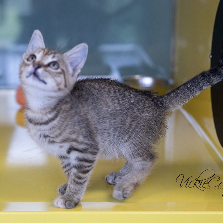Cobra Kai, an adoptable Domestic Short Hair in Abilene, TX, 79602 | Photo Image 2