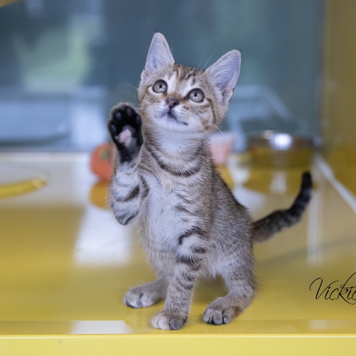 Cobra Kai, an adoptable Domestic Short Hair in Abilene, TX, 79602 | Photo Image 3