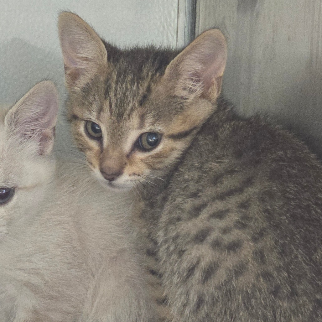 Mo (Grey), an adoptable Domestic Short Hair in Abilene, TX, 79602 | Photo Image 1