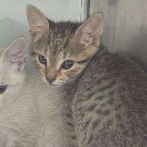 Mo (Grey), Baby Male Domestic Short Hair
