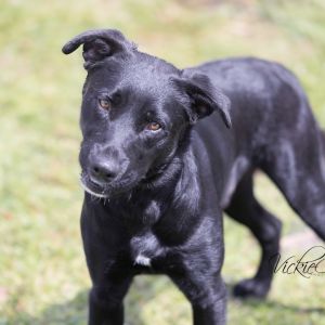Barney, Young Male Labrador Retriever