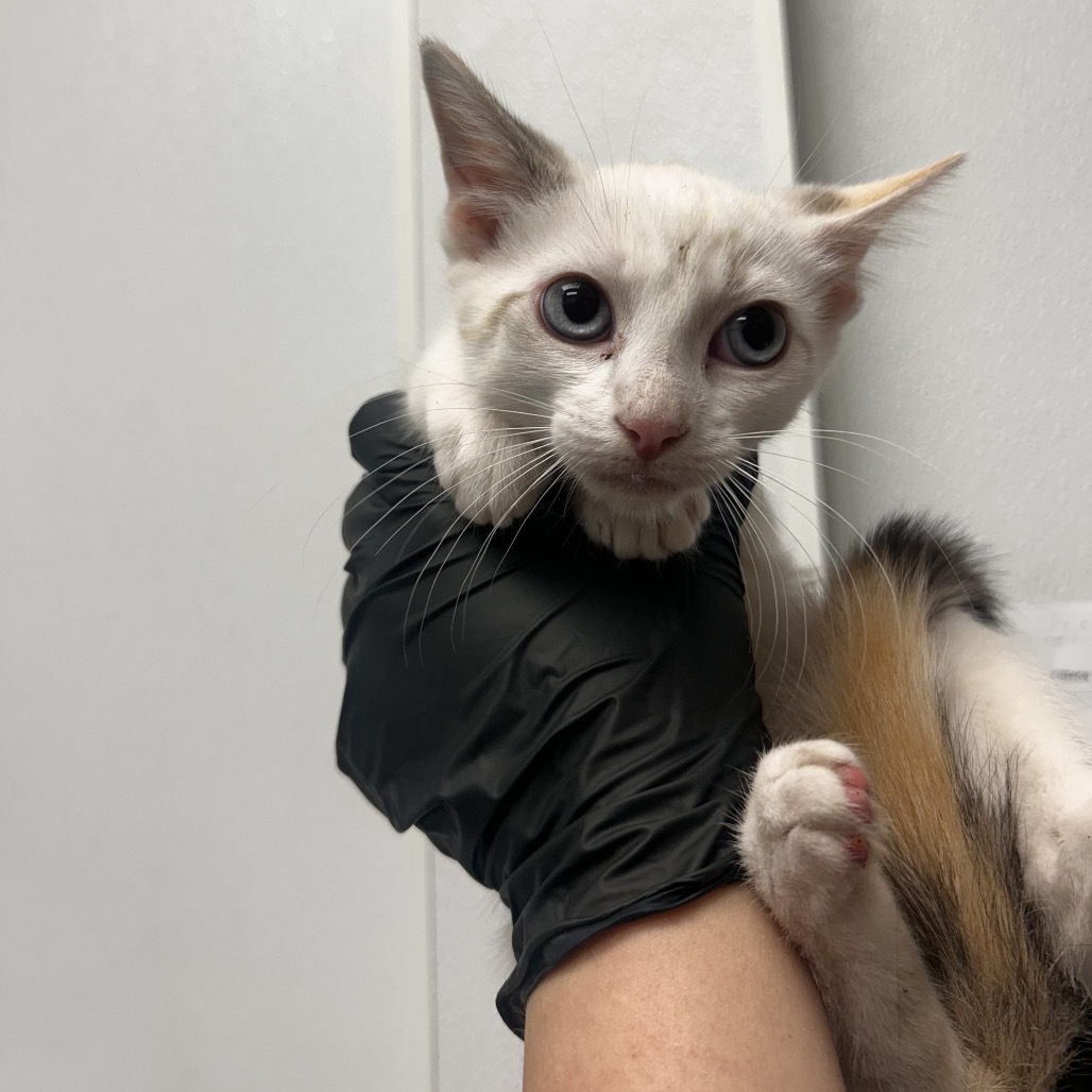 Flurry, an adoptable Siamese in Abilene, TX, 79602 | Photo Image 1