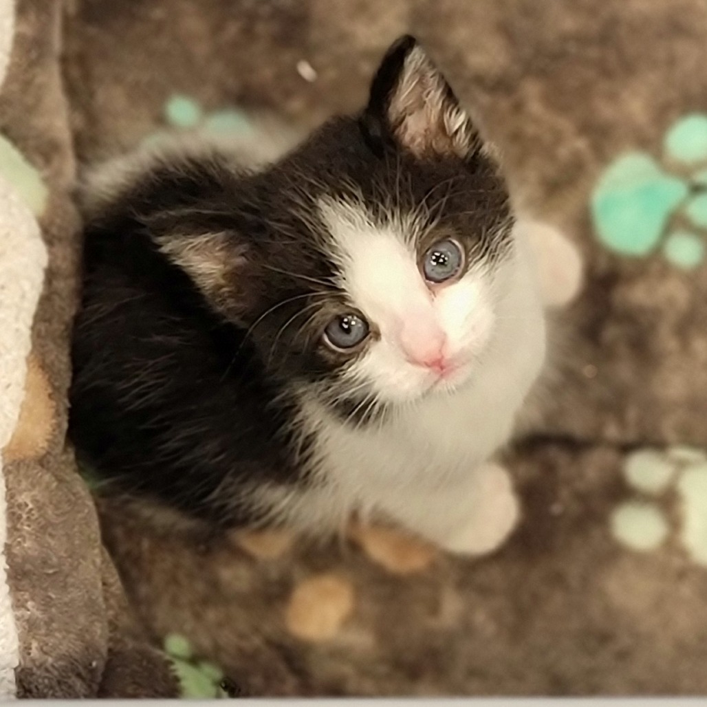 Sasuke, an adoptable Domestic Short Hair in Abilene, TX, 79602 | Photo Image 1