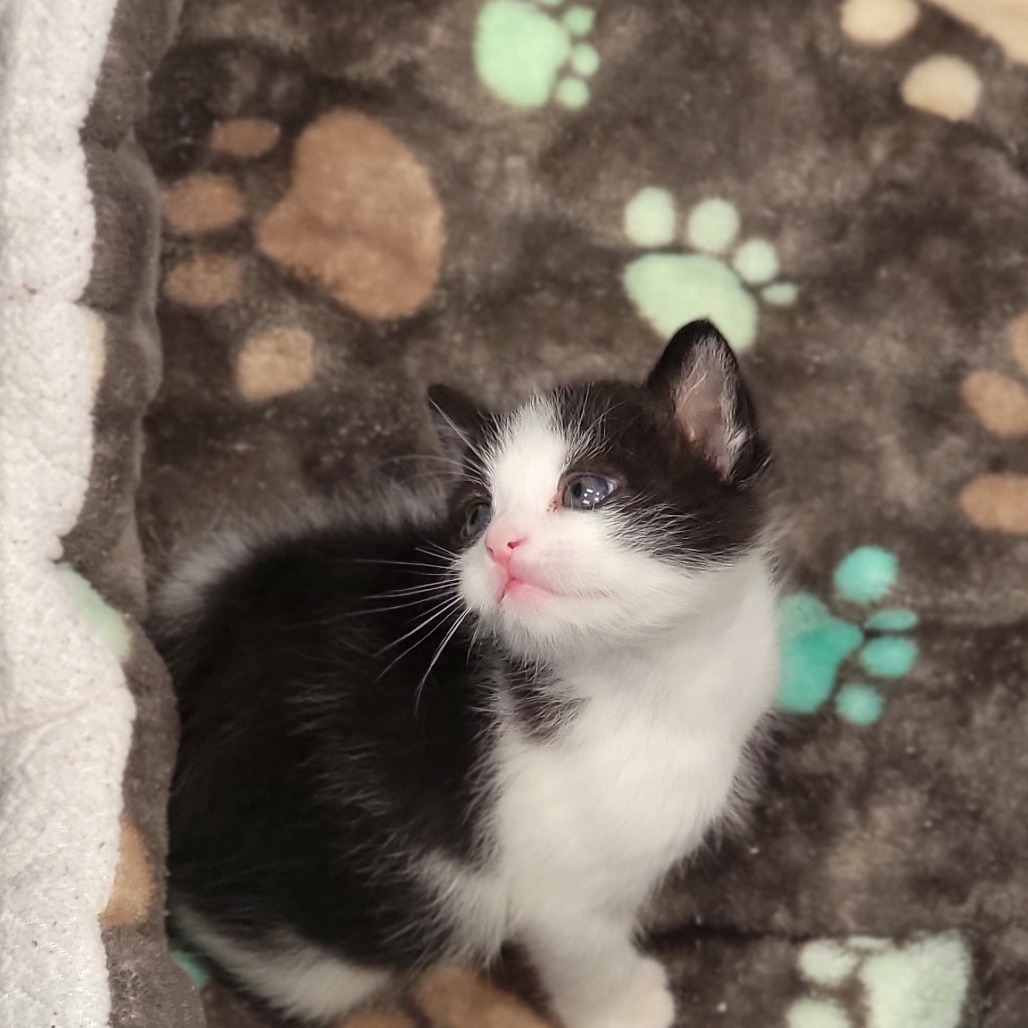 Sasuke, an adoptable Domestic Short Hair in Abilene, TX, 79602 | Photo Image 2